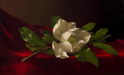 Magnolia