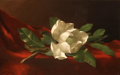 Magnolia, n.1885-95 (öljy kankaalle)