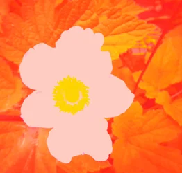 Blume (Hommage ja Andy Warhol)