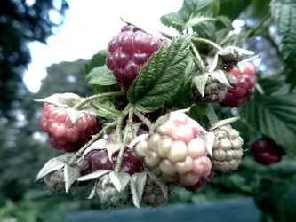 Vadelma pensas