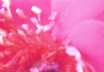 Rosenduft 1