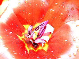 Tulppaanit