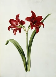 Punainen Amaryllis