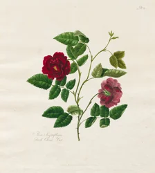 Kokoelma ruusuja luonnosta: Dark China Rose, 1799.