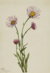 Alaskan kirppukukka (Erigeron salsuginosus)