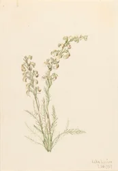 Alpine Fernlife Pedicularis contorta, 1907.