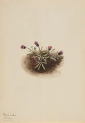 Alppikirppu (Erigeron unalaschcensis)