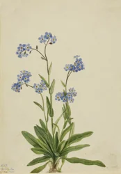Alpine unohda Myosotis alpestris, 1924.