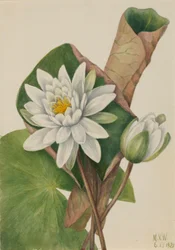 Amerikkalainen vesililja (Castalia odorata)