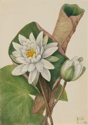 Amerikkalainen Waterlily Castalia odorata, 1920.