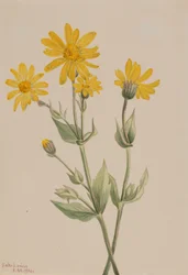 aArnica Arnica latifolia, 1904. finlandès