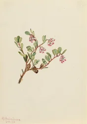 Karhumarja Arctostaphylos uva-ursi, 1916.