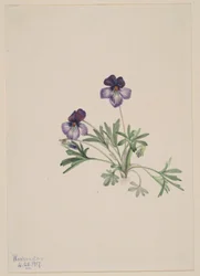 Lintujalkavioletti (Viola pedata)
