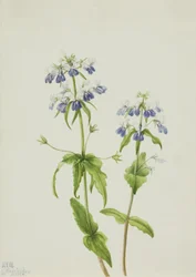 Sinisilmäinen Mary Collinsia verna, 1927.