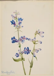 Sininen parta-kieli (Pentstemon)
