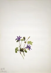 Sininen akileija (Aquilegia saximontana)