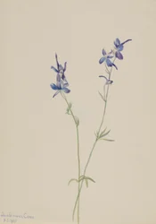 Sininen Larkspur (Delphinium nuttallianum)