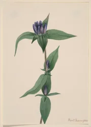 Pulloengian (Gentiana saponaria)