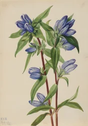 Pulloengian (Gentiana saponaria)