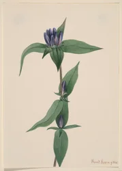 Pullo Gentian Gentiana saponaria, 1905.