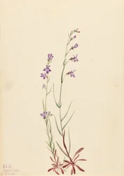 Purolobelia (Lobelia kalmii)