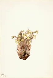 Broomrape Orobanche fasciculata, 1933.
