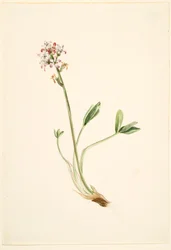 Buckbean (Menyanthes trifoliata)