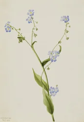 Bur-unohda minua Lappula diffusa, 1903.
