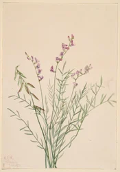 Burgessin maitohorsma (Astragalus bourgovii)