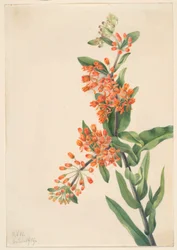 Perhosruoho (Ascelpias tuberosa)