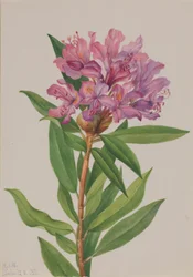 Kalifornian Ruusu-Bay (Rhododendron californicum)