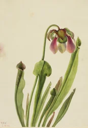 Catesby kannukasvi (Sarracenia catesaei)