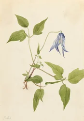 Columbia Clematis Clematis columbiana, n. 1900-1925.