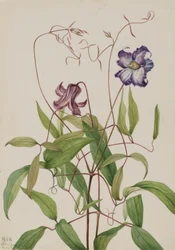 Kihara klematiisi (Clematis crispa)