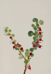 Herukka keskeneräinen Ribes-laji, n.d.