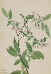 Peuranmarja (Polycodium stamineum)