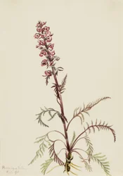 Elefanttipää (Pedicularis groenlandica)