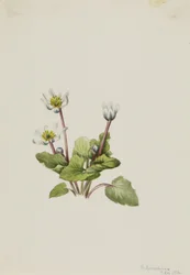 Elkslip (Caltha leptosepala)