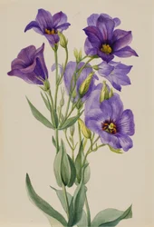Eustoma russelianum, n. 1930-luvun alku.
