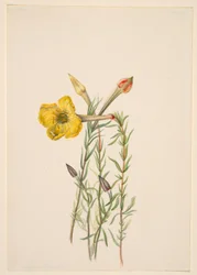 Iltasimppu (Oenothera lavandalaefolia)
