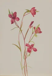 Hyvästit keväälle Godetia amoena lilja, n. 1930-luku.