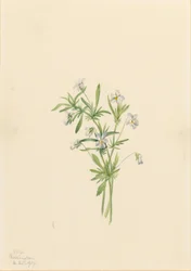 Kenttävioletti (Viola rafinesquii)