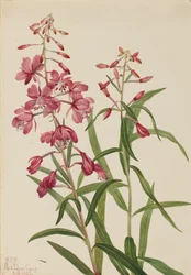 Tuliruoho Epilobium angustifolium, 1922.