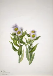 Kirppukannus (Erigeron macranthus)