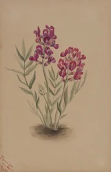 Kukat Mesasta, 1883.