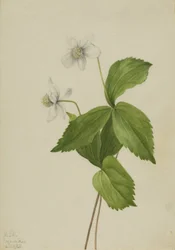 Metsävuokko Anemone deltoidea, 1925.