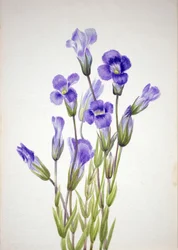 Fringed Gentian Gentiana elegana, 1933.