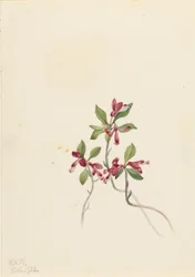Reunustettu Polygala (Polygala paucifolia)