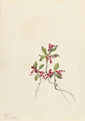 Hapsuinen Polygala Polygala paucifolia, 1920.