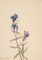 Gentian Gentiana affinis, 1915.